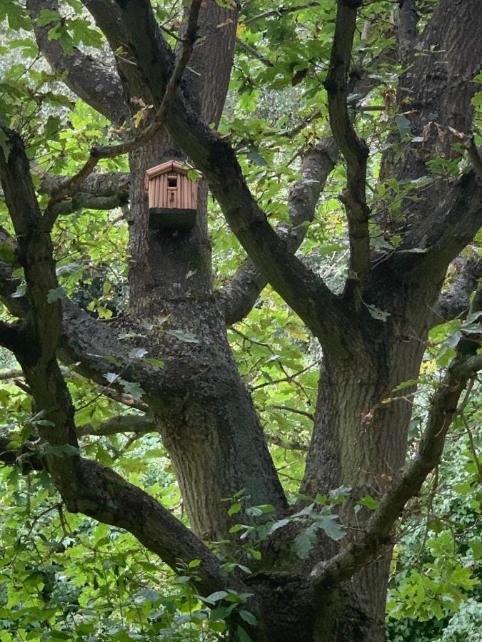 Starry Meadow & Rescued Animal Experiences Villa Great Yarmouth Bagian luar foto