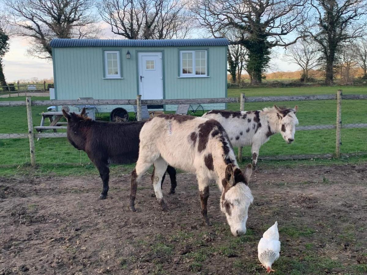 Starry Meadow & Rescued Animal Experiences Villa Great Yarmouth Bagian luar foto