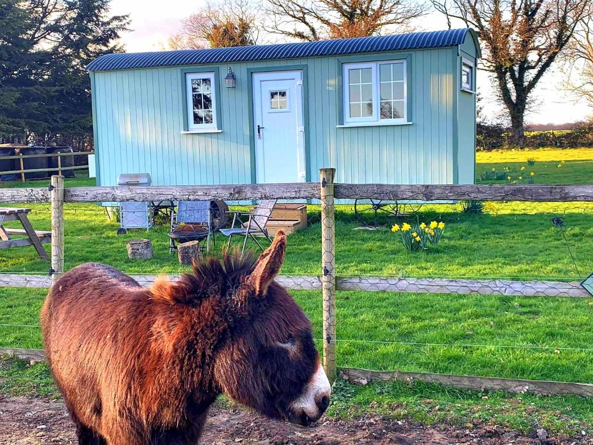 Starry Meadow & Rescued Animal Experiences Villa Great Yarmouth Bagian luar foto