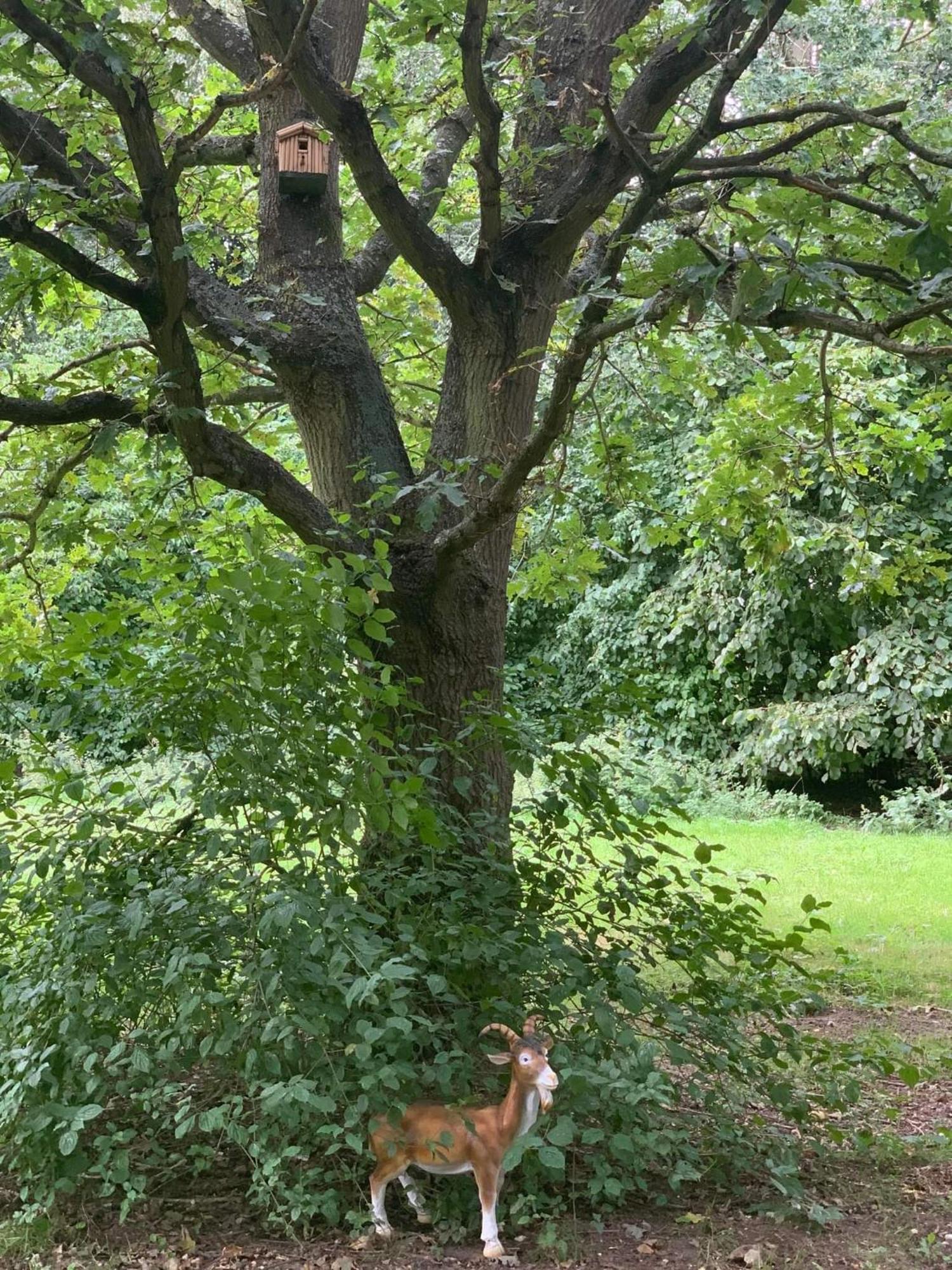 Starry Meadow & Rescued Animal Experiences Villa Great Yarmouth Ruang foto